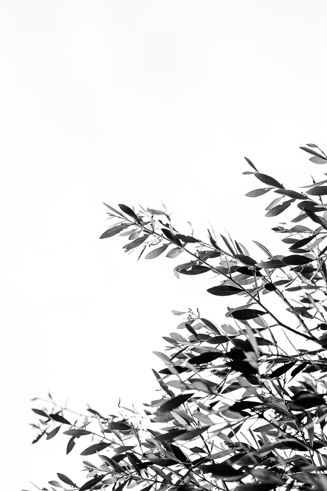 photo en noir et blanc d'un olivier